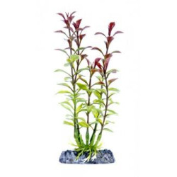Penn Plax Red Ludwigia Plant - SMALL 6''