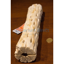 Cholla Wood Galapagos 12''