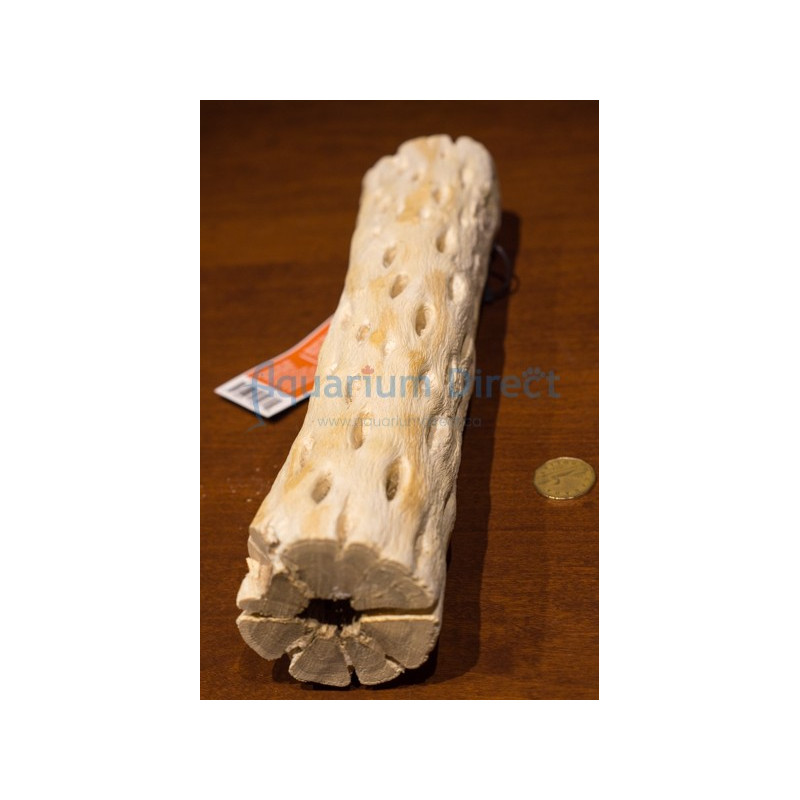 Cholla Wood Galapagos 12''