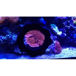 Coral Box Magnet Cleaner Tank Explorer - 8mm