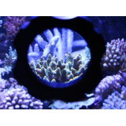 Coral Box Magnet Cleaner Tank Explorer - 12mm
