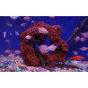 Aquaglobe Lava Rock SMALL