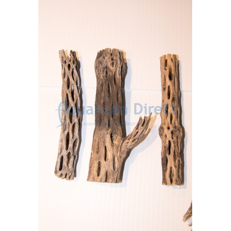 Cholla Wood 6''