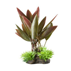 Elive Natural Elements Plantes Red Crypt Medium 5-6''