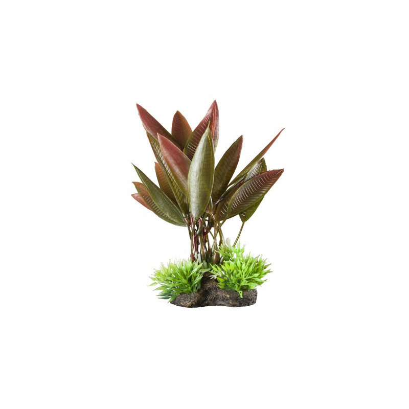 Elive Natural Elements Plantes Red Crypt Medium 5-6 inch  
