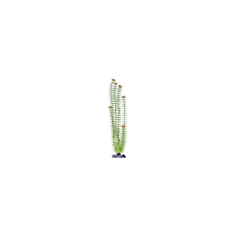 Penn Plax Sinker Plante Ambulia Green 