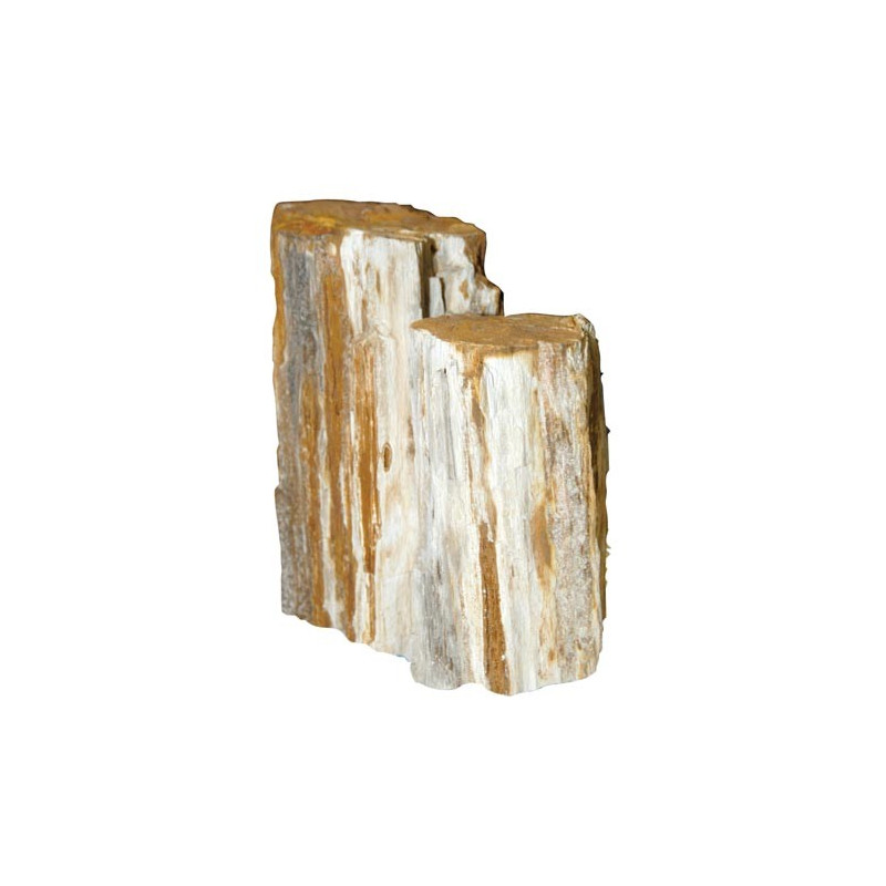 Petrified Wood Stone