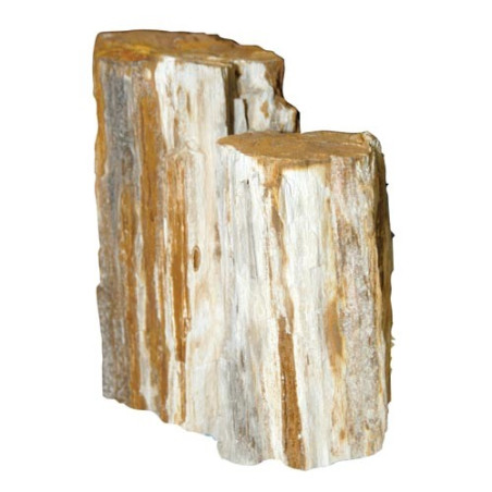 Petrified Wood Stone