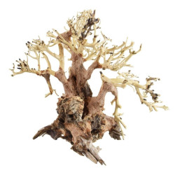 Banyan Bonsai Wood - Small