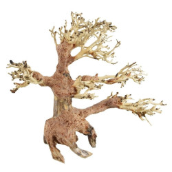 Pine Bonsai Wood - Small