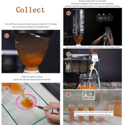 Brine Shrimp Eggs Hatchery Kit DIY