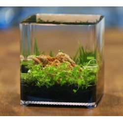 Ziss Nano Tank ZT-14 Betta Box 2.4L