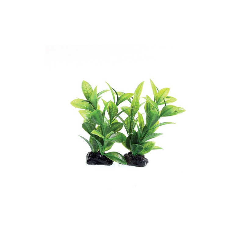 Plant Green Ludwigia (2 Pod) - 3"
