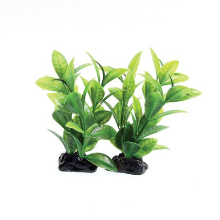 Plant Green Ludwigia (2 Pod) - 3"