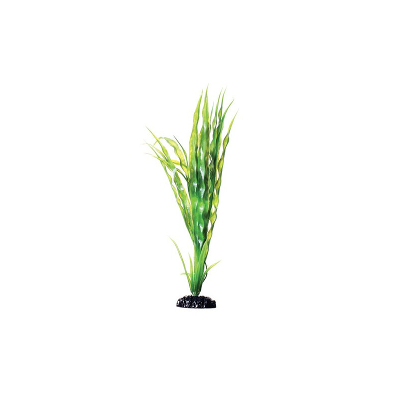Plant Cryptocoryne Balansae - 12" Plant Cryptocoryne Balansae - 12"
