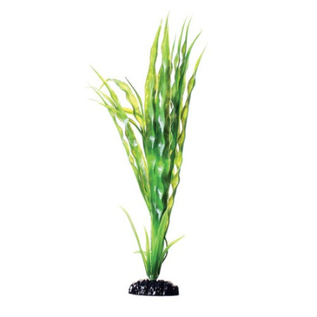Plant Cryptocoryne Balansae - 12" Plant Cryptocoryne Balansae - 12"