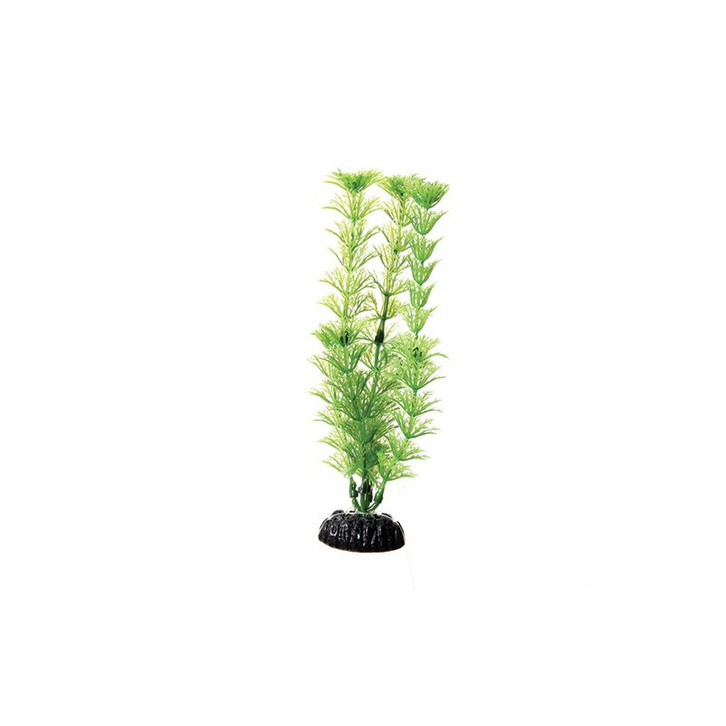 Plant Green Cabomba - 8"