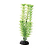 Plant Green Cabomba - 8"