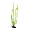Plant Green Cabomba - 16"