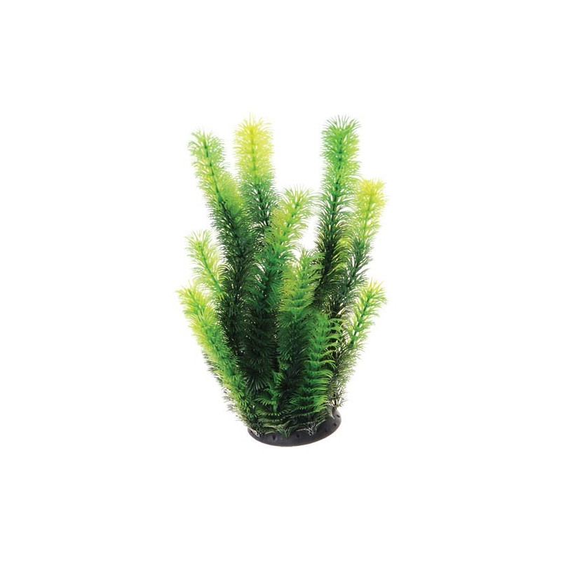 Plant Diandra - 12"
