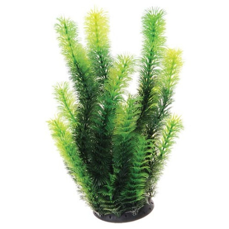 Plant Diandra - 12"