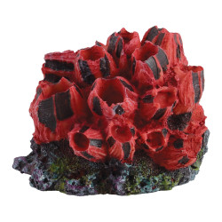 Fire Barnacle -sm