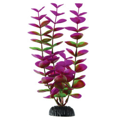 Plant Plum Bacopa - 8"