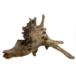 Aquarium Wood Eucalyptus Root