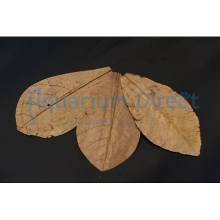 Indian Almand Leaves