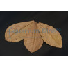 Indian Almand Leaves