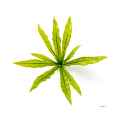 Exo Terra Bird's Nest Fern Plant