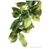 Exo Terra Jungle Plant - Mandarin - Small