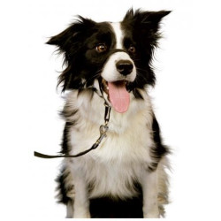 Harnais de contrôle Halti Noir 