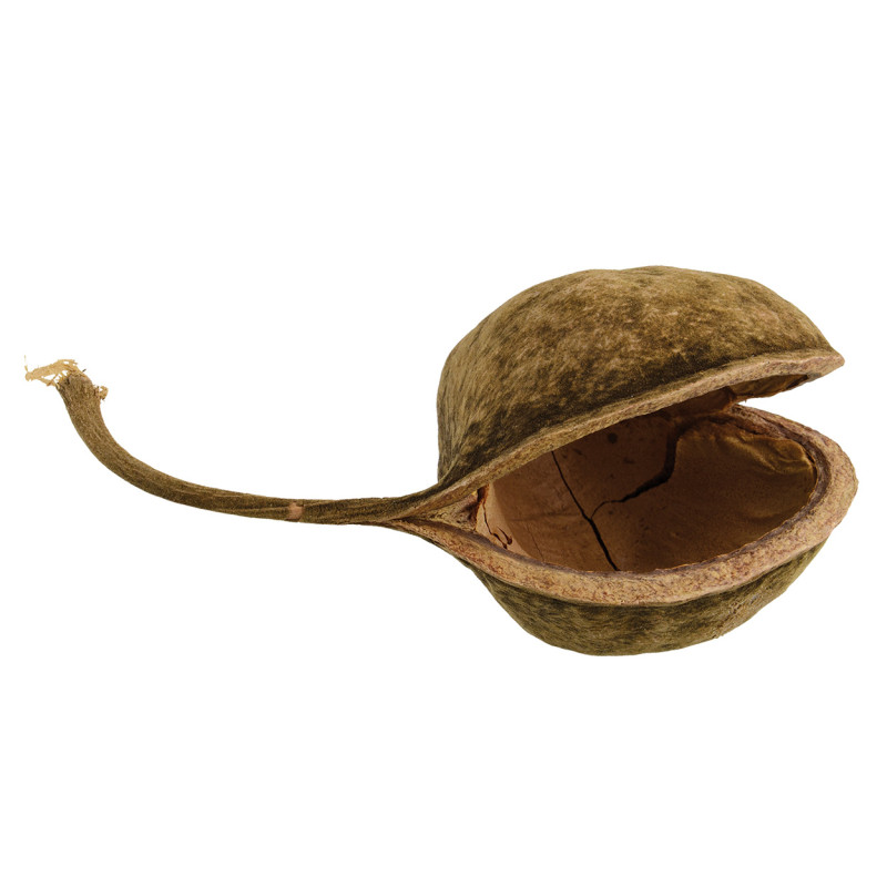 Buda Nut Hide
