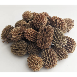 Casuarina Cones-20pcs