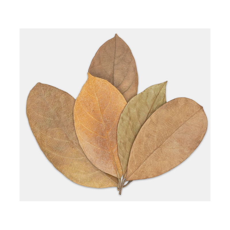 AAA Jack Fruit Leaves -20 pcs