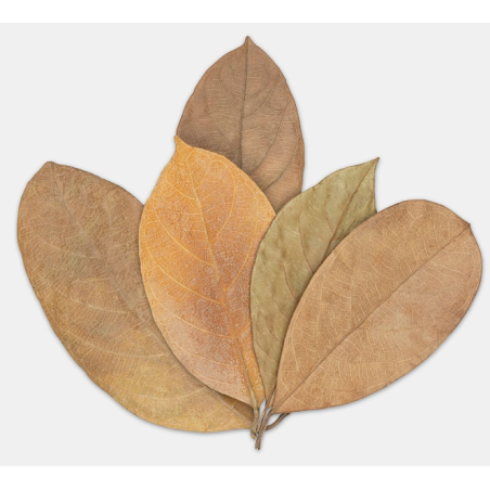 AAA Jack Fruit Leaves -20 pcs