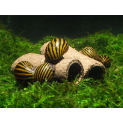 GlasGarten Crispy Caves Baby -2 pcs