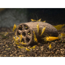 GlasGarten Crispy Caves Baby -2 pcs