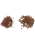 Koi et poisson rouge