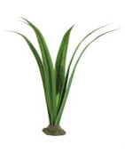 PLANTES